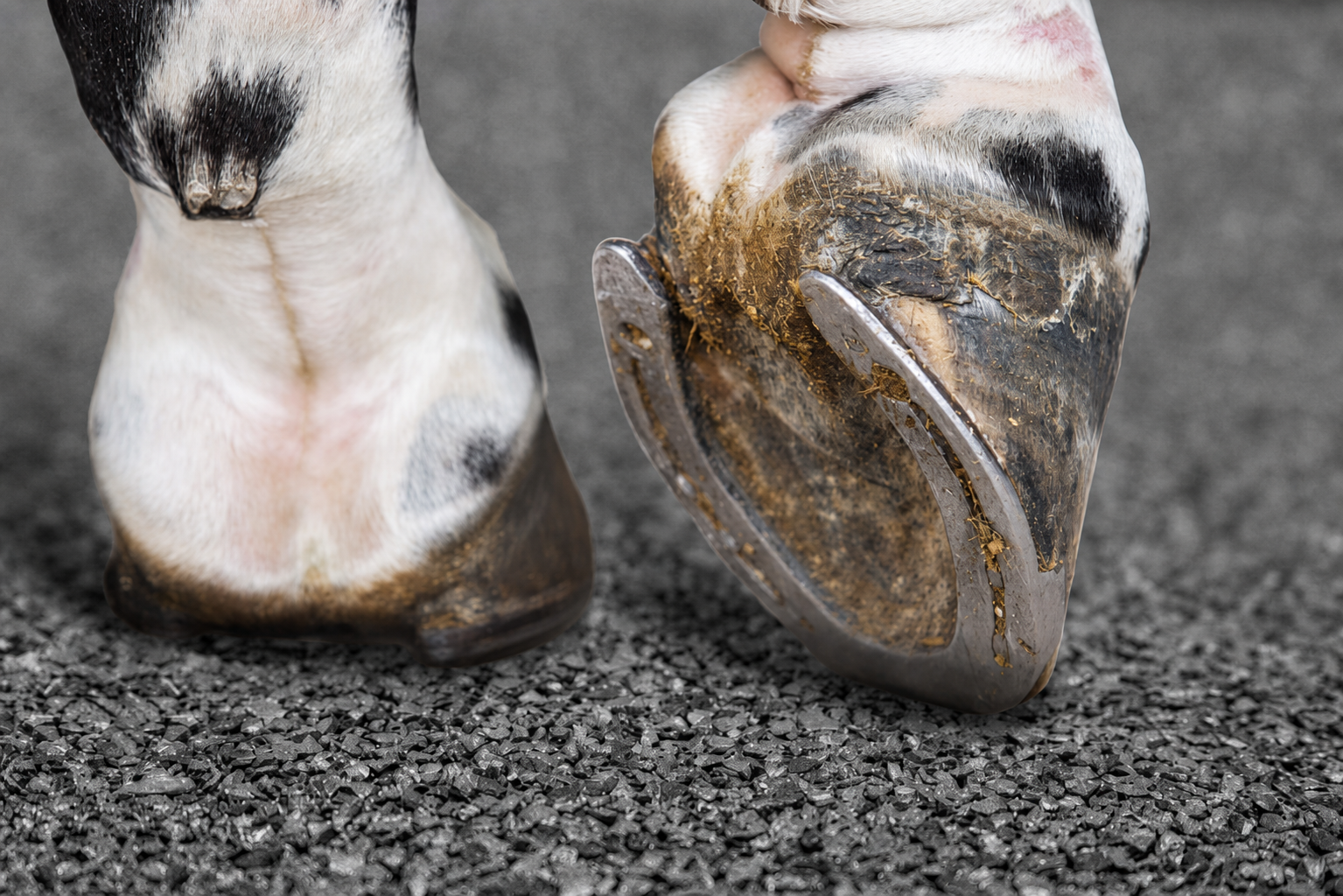 Horse hoof on rubber surfacing