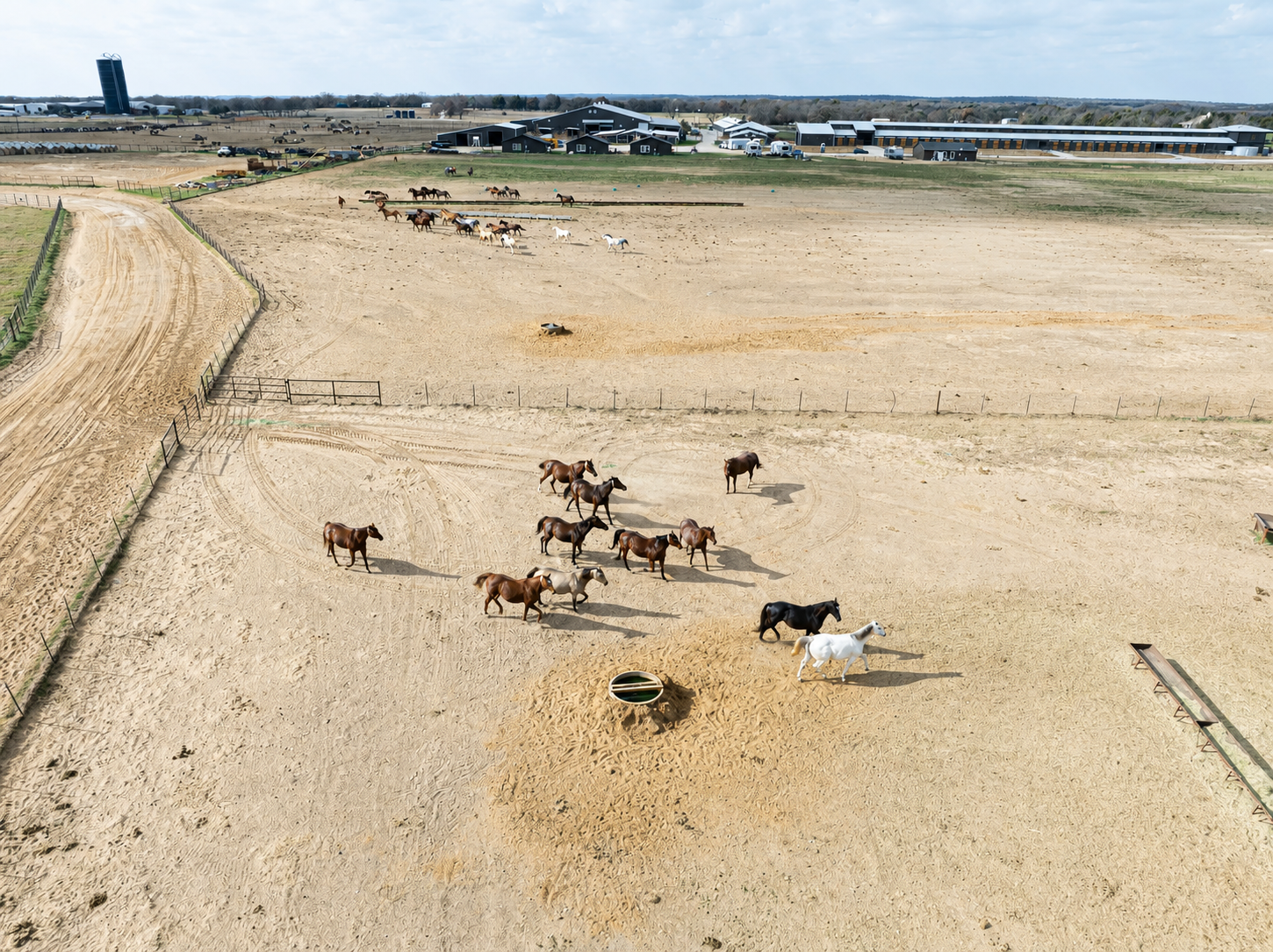 Horses in paddock aerial view